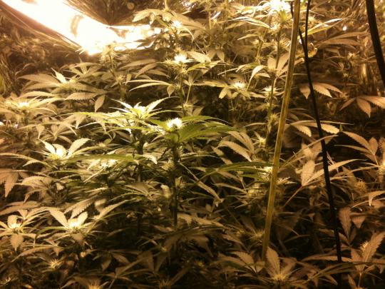 The King's was a massive plant compared to the other 4, had to tie it down, this is only a few weeks in flower