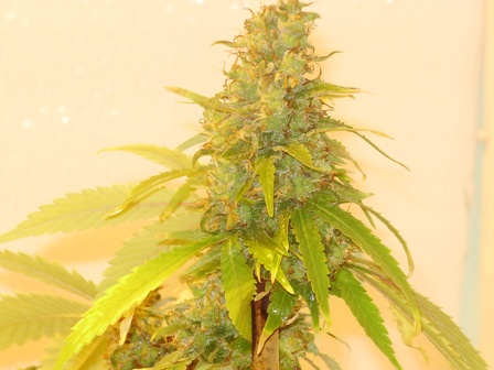 Bud%20of%20the%20month%20corinto%20crist
