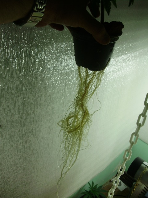 WL%201%2024%2011%202010%20roots%20%20to%