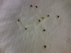 sprouting seeds