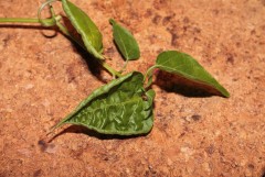2014 06 14 chili leaf  vpd damage