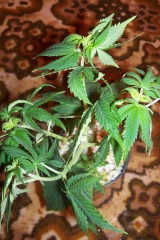 WHseeding day50.sexing.pruned.pic1