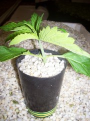 WHseeding day19.repot.thechosen.pic2