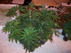 WHseeding day50.sexing.females.pic1