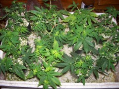 WHseeding day50.sexing.allpruned.pic1