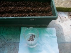 WHseeding day5.planting.thebeans.pic1