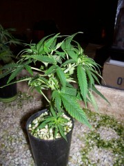 WHseeding day39.sexing.selftipped.pic1