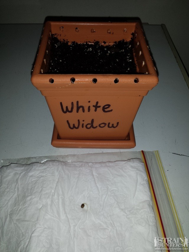White widow