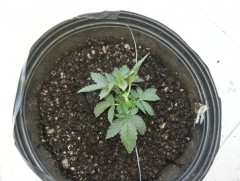started lst