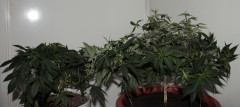 2014 06 13 kosher tangie and holy grail kush in veg repot and lst