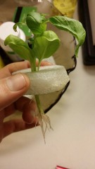 basil roots after 1 week