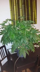 DNA seeds hermie holy grail god damit