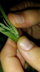 DNA seeds Hermie holy grail