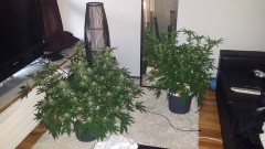 C99 left 34 days flower , C99 right about 15 days flower