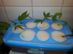cindy clones Day 9 from cutting finally One have roots ,