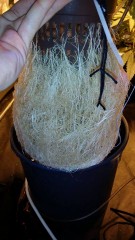 holy grail roots