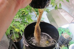 Root - Day 61