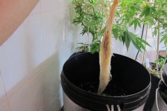 Root - Day 58