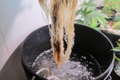 Roots - Day 52