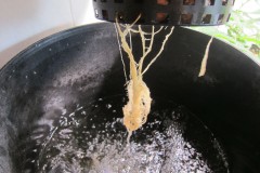 Roots - Day 29