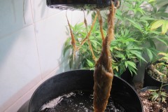 Roots - Day 47