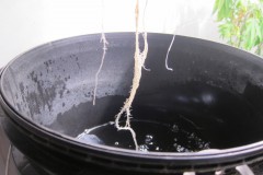 Root - Day 19