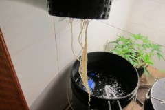 Roots - Day 25