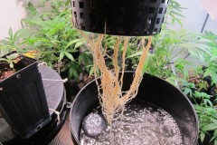 Roots - Day 21