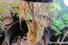 Roots - Day 36