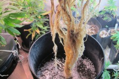 Roots - Day 46