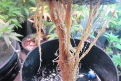 Roots - Day 33