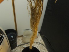 Roots - Day 54
