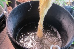 Roots - Day 40