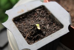 2014 11 02 exodus cheese seedling survived after all:) day 9 from soak