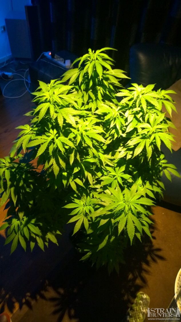 Mother plant blueberry,  Indica dominant cannabis hybrid