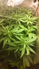 Indica dominant hybrid cannabis cuttings.