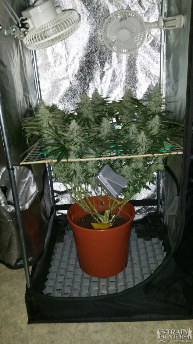 northern lights royal quenn seeds Day 42 flowering 4
