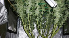 northern lights royal quenn seeds Day 42 flowering 7