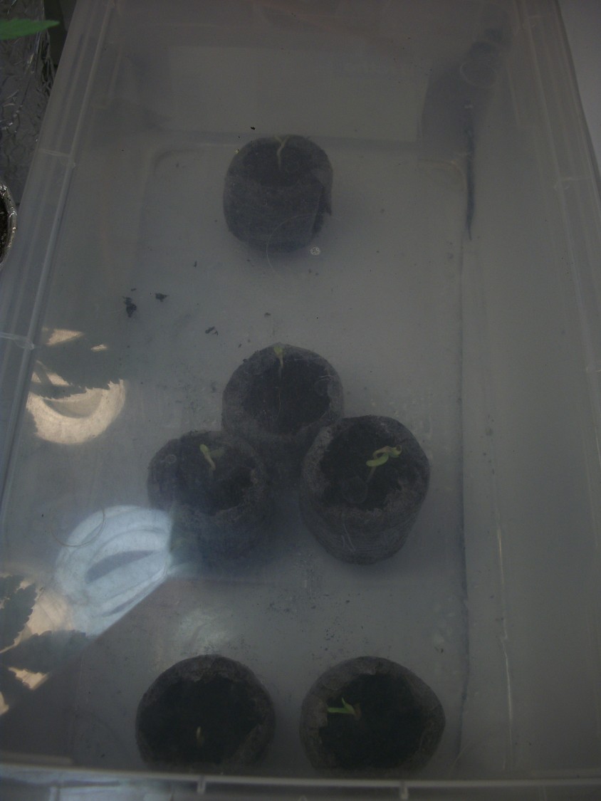 all 5 Church and the Easyryder have sprouted!! woop!