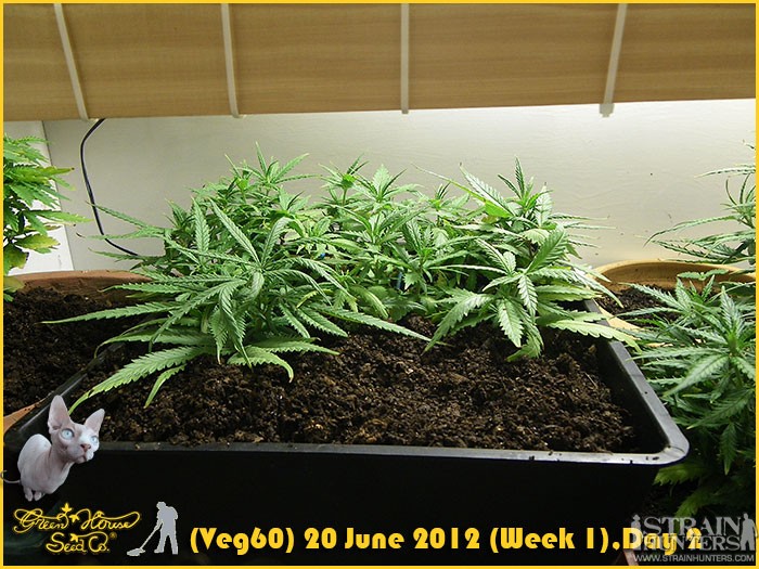 (Veg60) 20 June 2012 (Week 1),Day 2 (5)