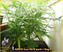 25 June 2012 week 1 Day 7 (1)