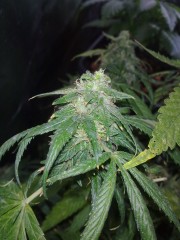 A#3 close up.. week 7 of flowering ... vegged 6 month !