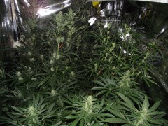 slh&bluecheese Day 29 flowering (Copy)