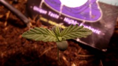 Blue Cheese seedling (a)