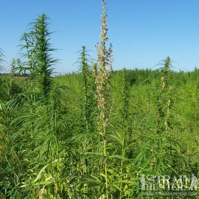 giant weed field in keldonk-brabant. (nl)