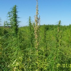 picture off a hemp field in keldonk n/brabant holland