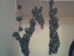 BB X WW Harvest, ! look At The Top Bud On right, getting All Fat N juicy