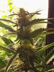 Green House Seed Company Super Bud Day 42 Flower (5)
