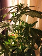 Royal Queen Seeds Special Kush  (2)