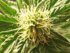 Green House Seed Company Super Bud Day 42 Flower (1)